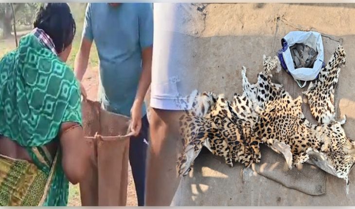 ଚିତାବାଘ ଛାଲ ଓ ବଜ୍ରକାପ୍ତା କାତି ଚାଲାଣ ଅଭିଯୋଗରେ ମା-ପୁଅ ଗିରଫ