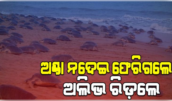 ଗହୀରମଥାରେ ଅଣ୍ଡା ନଦେଇ ଫେରିଗଲେ ଅଲିଭ ରିଡ଼ଲେ କଇଁଛ, ଚିନ୍ତାରେ ପରିବେଶବିତ୍