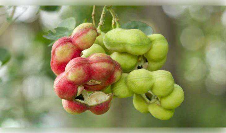 ଜଙ୍ଗଲ ଜିଲାପି ଖାଇଲେ କ'ଣ ହୁଏ? ଜାଣନ୍ତୁ ଏହାର ଚମତ୍କାରୀ ସ୍ୱାସ୍ଥ୍ୟ ଉପକାରିତା