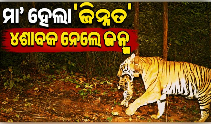 ଶିମିଳିପାଳରୁ ଆସିଲା ଖୁସି ଖବର: ବାଘୁଣୀ ଜିନ୍ନତ ହେଲା ମା', ୪ଶାବକଙ୍କୁ ଦେଲା ଜନ୍ମ