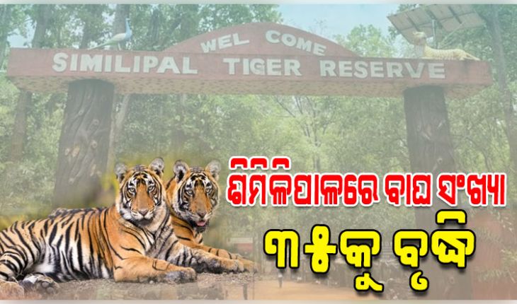 ଶିମିଳିପାଳରେ ବଢ଼ିଲା ବାଘ ସଂଖ୍ୟା, ଯମୁନା ଓ ଜିନତକୁ ମିଶାଇ ମୋଟ୍ ୩୫ ବାଘ