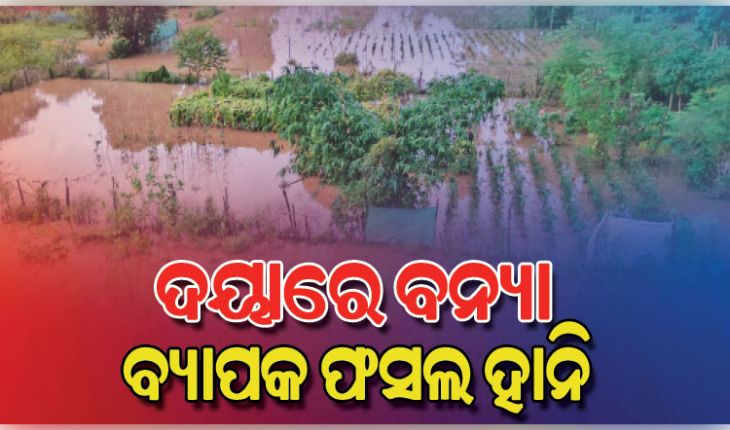 ଦୟାନଦୀର ବନ୍ୟାପାଣିରେ ଜଳମଗ୍ନ ଚାଷଜମି, ବ୍ୟାପକ ଫସଲ ହାନି ପରେ ଚିନ୍ତାରେ ଚାଷୀକୂଳ