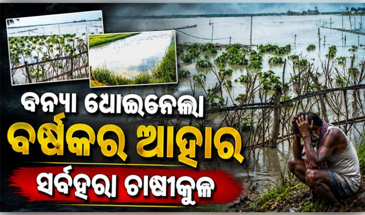 ସର୍ବହରା ଚାଷୀକୁଳ: ବନ୍ୟା ଧୋଇନେଲା ବର୍ଷକର ଆହାର, ସାନି ବେଉଷଣ ପାଇଁ ସମୟ ନାହିଁ