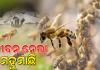 ଭଦ୍ରକରେ ମହୁମାଛି ଆକ୍ରମଣରେ ମହିଳାଙ୍କ ମୃତ୍ୟୁ, ୧୨ରୁ ଅଧିକ ଆହତ
