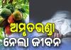 ଅମୃତଭଣ୍ଡା ତୋଳିବା ହେଲା କାଳ, ଚାଲିଗଲା ଜଣେ ମହିଳାଙ୍କ ଜୀବନ...