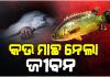 ମାଛ ଧରିବା ସମୟରେ ପାଟିରେ ପଶିଗଲା କଉ ମାଛ, ଚାଲିଗଲା ଯୁବକଙ୍କ ଜୀବନ 