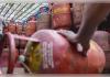 ନୂଆ LPG ନିୟମ: PNG ଗ୍ରାହକଙ୍କୁ ସରେଣ୍ଡର କରିବାକୁ ପଡ଼ିବ ସିଲିଣ୍ଡର, ଲାଗୁ ହେଲା 'ଗୋଟିଏ ଘର, ଗୋଟିଏ କନେକ୍ସନ୍' ନୀତି