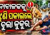 ଗଞ୍ଜାମରେ ଅଭାବନୀୟ ଘଟଣା: ୯ ବର୍ଷର ଶିଶୁପୁତ୍ରକୁ ଝୁଣି ପକାଇଲେ ବୁଲା କୁକୁର 