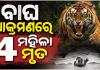 ମହାରାଷ୍ଟ୍ରରେ ବାଘ ଆତଙ୍କ: କେନ୍ଦୁ ପତ୍ର ତୋଳିବାକୁ ଯାଇଥିବା ୪ ମହିଳାଙ୍କୁ ମାରିଦେଲା ମହାବଳ