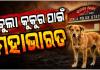 ଛେଳିକୁ ଆକ୍ରମଣ କଲା ବୁଲା କୁକୁର, ହେଲେ ମାଡ ଖାଇଲେ ବିଧବା ମହିଳା ଏବଂ ଦିବ୍ୟାଙ୍ଗ ଝିଅ