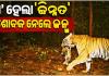 ଶିମିଳିପାଳରୁ ଆସିଲା ଖୁସି ଖବର: ବାଘୁଣୀ ଜିନ୍ନତ ହେଲା ମା', ୪ଶାବକଙ୍କୁ ଦେଲା ଜନ୍ମ