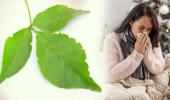 କେବଳ ପୂଜା ନୁହେଁ, ସ୍ୱାସ୍ଥ୍ୟ ପାଇଁ ମଧ୍ୟ ବରଦାନ ‘ବେଲ ପତ୍ର’; ଜାଣନ୍ତୁ ବ୍ୟବହାର କରିବାର ୫ଟି ଉପାୟ