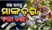 ଗଛ ଉପରୁ ‘ଟଙ୍କା ବର୍ଷା’ କଲା ମାଙ୍କଡ଼, ନୋଟ୍‌ ଗୋଟାଇବାକୁ ଲୋକଙ୍କ ଭିଡ଼