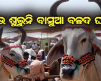 ଆଉ ଶୁଭୁନି ବାସୁଆ ବଳଦ ଘଣ୍ଟି