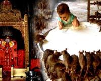 ଦେବୀଙ୍କୁ ପ୍ରସନ୍ନ କରିବା ପାଇଁ ମୂଷାଙ୍କୁ ଦିଆଯାଏ ଭୋଗ