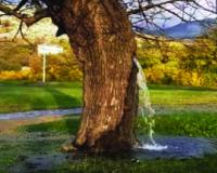 ଗଛରୁ ଝରୁଛି ପାଣି