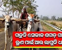 ଗଡୁନି ସେକାଳ ଶଗଡ଼ ଗାଡ଼ି ଲୁଣ ପାଇଁ ଆଉ ଲାଗୁନି ଧାଡ଼ି