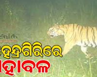 ଗଜପତିରେ ମହାବଳ : କ୍ୟାମେରା ଟ୍ରାପ୍‌ରୁ ସ୍ପଷ୍ଟ ହେଲା ଚିତ୍ର, ୩ଦିନ ତଳେ ଗାଈକୁ  ମାରି ଖାଇଥିଲା