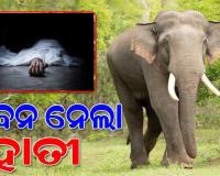 ଗୋଠ ଛଡା ହାତୀର ଉପଦ୍ରବ; ଘରର କାନ୍ଥ ପଡି ଦୁଇ ବର୍ଷ ଶିଶୁପୁତ୍ର ମୃତ 