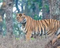 ସାବଧାନ ! ଗାଁରେ ବୁଲୁଛି ବାଘ: ବଳଦକୁ ମାରି ଖାଇଥିବା ଅଭିଯୋଗ, ଲୋକେ ଆତଙ୍କିତ 