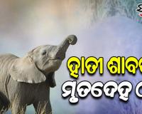 କରଞ୍ଜିଆ ସ୍ଥିତ ଦୁଧିଆଣି ଜଙ୍ଗଲରୁ ମୃତ ହାତୀଛୁଆ ଉଦ୍ଧାର