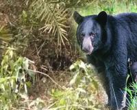 ନୀଳଗିରିରେ ଭାଲୁ ଆତଙ୍କ, ଆକ୍ରମଣରେ ୩ଗୁରୁତର