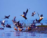 ରାଜ୍ୟରେ ଜାନୁଆରୀ ୬ରୁ ଆରମ୍ଭ ହେବ ପକ୍ଷୀ ଗଣନା....