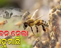 ଭଦ୍ରକରେ ମହୁମାଛି ଆକ୍ରମଣରେ ମହିଳାଙ୍କ ମୃତ୍ୟୁ, ୧୨ରୁ ଅଧିକ ଆହତ