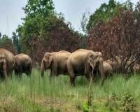 ହାତୀ ମଣିଷ ଲଢେ଼ଇରେ ଗଡୁଛି ମଣିଷ ମୁଣ୍ଡ; ତିନି ବର୍ଷରେ ଗଲାଣି ୪୪୩ ଜଣଙ୍କ ଜୀବନ