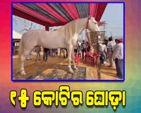 ଆଜମେରର ପୁଷ୍କରରେ ପଶୁ ମେଳା: ଚର୍ଚ୍ଚାରେ ୧୫ କୋଟିର ଘୋଡ଼ା ‘ଶାବାଜ’