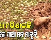 ମା’ ପ୍ରେମ ଏମିତି...ନବଜାତ ହାତୀ ଶବକୁ ଜଗି ରହିଲା ମା’