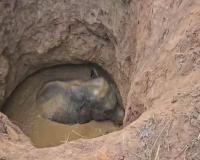 କୂଅକୁ ଖସିପଡ଼ିଲା ହାତୀ, ୨ଘଣ୍ଟାର ଉଦ୍ୟମ ପରେ ଉଦ୍ଧାର କଲେ ବନ ବିଭାଗ ଓ ଅଗ୍ନିଶମ ବାହିନୀ