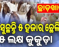 ଗୁରୁବାର ମାଡ଼ଖାଇବ; ଶୁକ୍ରବାର ହେବ ଛାଡ଼ ଭିଡ଼: ଆସୁଛନ୍ତି ୫ ହଜାର ଛେଳି, ୫ ଲକ୍ଷ କୁକୁଡ଼ା...