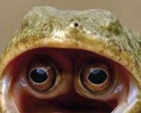 ବିରଳ ବେଙ୍ଗ: ପାଟିରେ ଦେଖେ ଦୁନିଆ