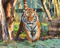 ଶିମିଳିପାଳରେ ଆଜିଠୁ ପ୍ରଥମ ପର୍ଯ୍ୟାୟ ବାଘ ଗଣନା ଆରମ୍ଭ...