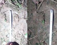 ପାଟଣା ରେଞ୍ଜରେ ମହାବଳ ବାଘର ପାଦ ଚିହ୍ନ ଠାବ, ଜଙ୍ଗଲରେ ଲାଗିଲା ୩୫ଟି ଟ୍ରାପ କ୍ୟାମେରା...