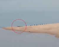 ମହାନଦୀରେ କୁମ୍ଭୀର ଆତଙ୍କ, ଭୟଭୀତ ଅବସ୍ଥାରେ ନଦୀକୂଳିଆ ଲୋକେ