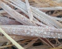 Kashmir Of Odisha; ଦାରିଙ୍ଗବାଡିରେ ଚଳିତ ବର୍ଷର ପ୍ରଥମ ତୁଷାରପାତ: ୭ ଡ଼ିଗ୍ରୀରେ ଥରୁଛି ‘ଓଡ଼ିଶାର କାଶ୍ମୀର’, ହାଡ଼ଭଙ୍ଗା ଜାଡ଼ରେ ଅସ୍ତବ୍ୟସ୍ତ ଜନଜୀବନ