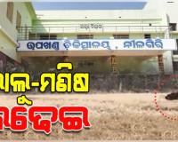 ଭାଲୁ ସହ ଲଢି ମୃତ୍ୟୁ ମୁଖରୁ ବର୍ତ୍ତିଲେ ୧୩ ବର୍ଷର ନାବାଳକ