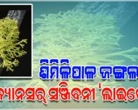 ଶିମିଳିପାଳ ଜଙ୍ଗଲରେ ରହିଛି କ୍ୟାନସର୍‌ ସଞ୍ଜିବନୀ ‘ଲାଇକେନ୍‌’