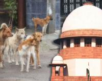 କୁକୁର କେତେବେଳେ କାମୁଡ଼ିବ ଜାଣିବା ଅସମ୍ଭବ, ରାସ୍ତା କୁକୁର ମୁକ୍ତ ହେବା ଦରକାର: ସୁପ୍ରିମକୋର୍ଟ