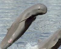 ଆସନ୍ତାକାଲିଠାରୁ ୩ ଦିନ ପର୍ଯ୍ୟନ୍ତ ଚିଲିକାରେ ହେବ ଡଲଫିନ୍ ଗଣନା