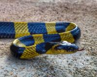 ସାପକୁ ବେକରେ ପକାଇ ବାହାଦୁରି ଦେଖାଉଥିଲେ ଯୁବକ, ଚୋଟ ଖାଇ ମେଡିକାଲରେ ଭର୍ତ୍ତି ହେଲେ