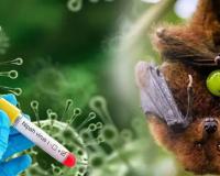 ନିପା ଭାଇରସକୁ ନେଇ ଓଡ଼ିଶା ବର୍ତ୍ତମାନ ଭୟ କରିବା ଦରକାର ନାହିଁ: ଜନସ୍ଵାସ୍ଥ୍ୟ ନିର୍ଦ୍ଦେଶକ