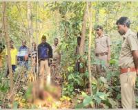 ସାତକୋଶିଆ ରିଜର୍ଭ ଜଙ୍ଗଲରେ ମହାବଳ ଆତଙ୍କ; ଖାଇଲା ୨ବଳଦ ଓ ୨ଗାଈ