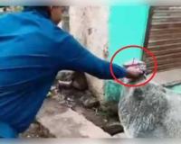 ଗୋମାତାଙ୍କୁ ପିନ୍ଧାଇଲେ ଟୋପି, ଲେଖିଲେ 'ସେହେରୀ ପରେ ମସ୍ତି': ଭିଡିଓ ଭାଇରାଲ ପରେ ମଧ୍ୟପ୍ରଦେଶରେ ତୁମୁଳକାଣ୍ଡ