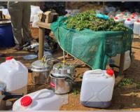 ୨୦୦ କୋଟିର ଗଞ୍ଜେଇ ତେଲ ସହ ୧ ଟନ୍ ଗଞ୍ଜେଇ ଜବତ କଲା କୋରାପୁଟ ପୁଲିସ