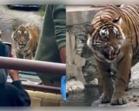 ମହାବଳ ବାଘକୁ ଘେରିଗଲେ ପର୍ଯ୍ୟଟକ, ଭାଇରାଲ ଭିଡିଓ ଦେଖି ଲୋକେ କ୍ଷୁବ୍ଧ