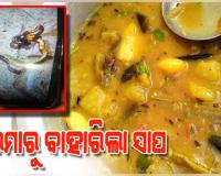 ଭୋଜି ଡାଲମାରୁ ବାହାରିଲା ମଲା ସାପ, ଭୟରେ ମେଡିକାଲ ଦୌଡିଲେ ୪୦ରୁ ଉର୍ଦ୍ଧ୍ୱ ଲୋକ