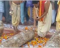 ମହାପ୍ରଭୁଙ୍କ ରଥନିର୍ମାଣ ପାଇଁ ଆରମ୍ଭ ହେଲା ରଥ କାଠ ଚିରଟ 